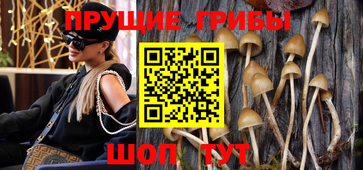 Камышин  наркотики  Вход с VPN  Псилоцибиновые грибы прущие грибы 